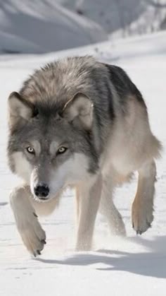 Best of gray wolf all amateur Gloryholes and wisconsin